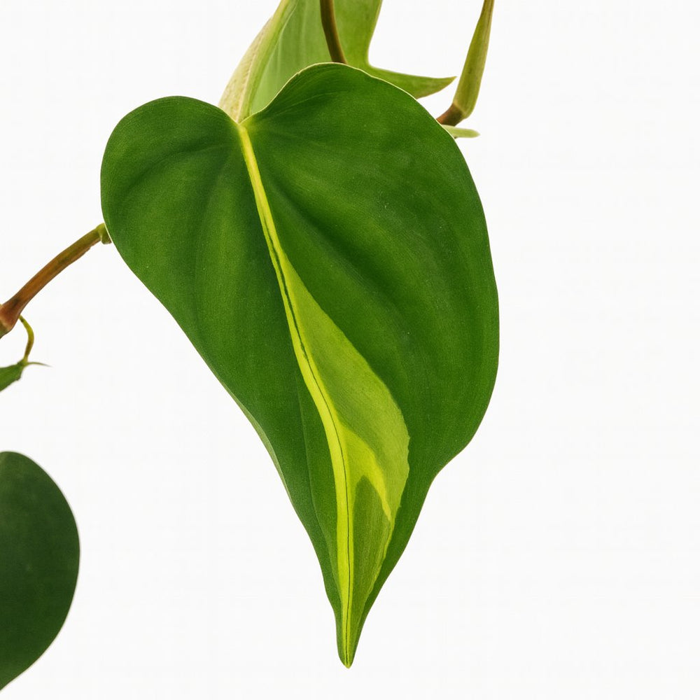 Philodendron Scandens Brasil 20cm im 12cm Topf Nahaufnahme