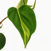 Philodendron Scandens Brasil 20cm im 12cm Topf Nahaufnahme