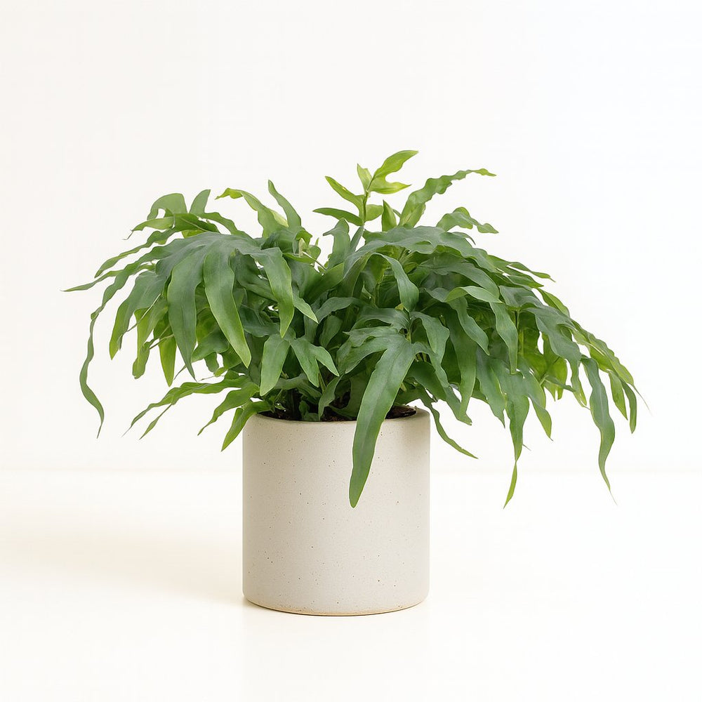 Phlebodium Aureum Blue Star 50cm im 17cm Topf