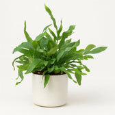 Phlebodium Aureum Blue Star 32cm im 12cm Topf