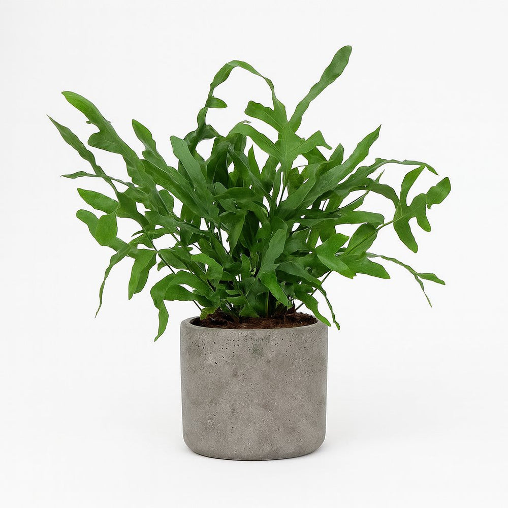 Phlebodium Aureum Blue Star 35cm im 12cm Topf