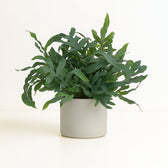 Phlebodium Aureum Blue Star 60cm im 17cm Topf