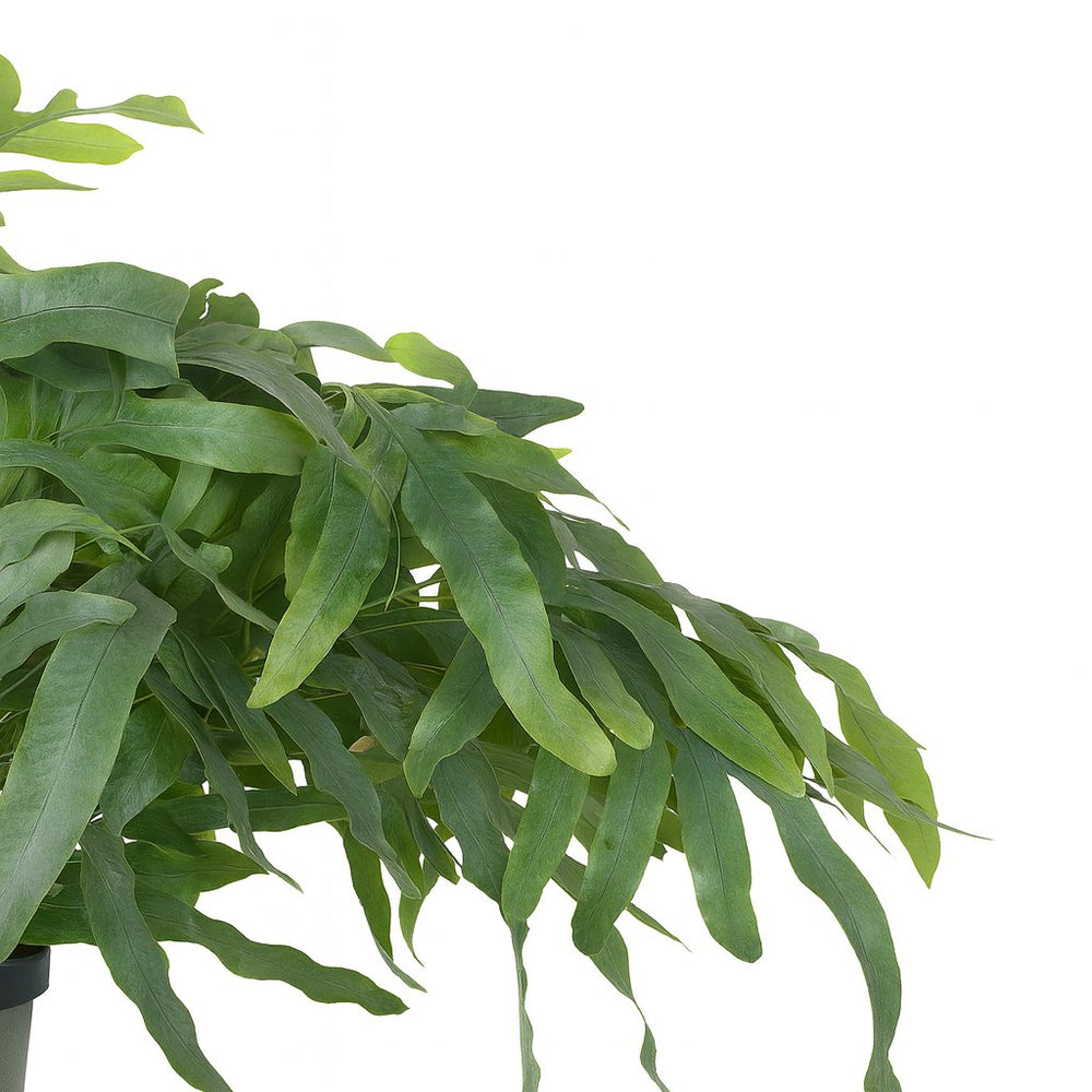 Phlebodium Aureum Blue Star 50cm im 17cm Topf Nahaufnahme