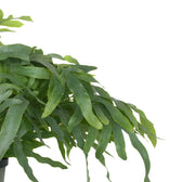 Phlebodium Aureum Blue Star 50cm im 17cm Topf Nahaufnahme