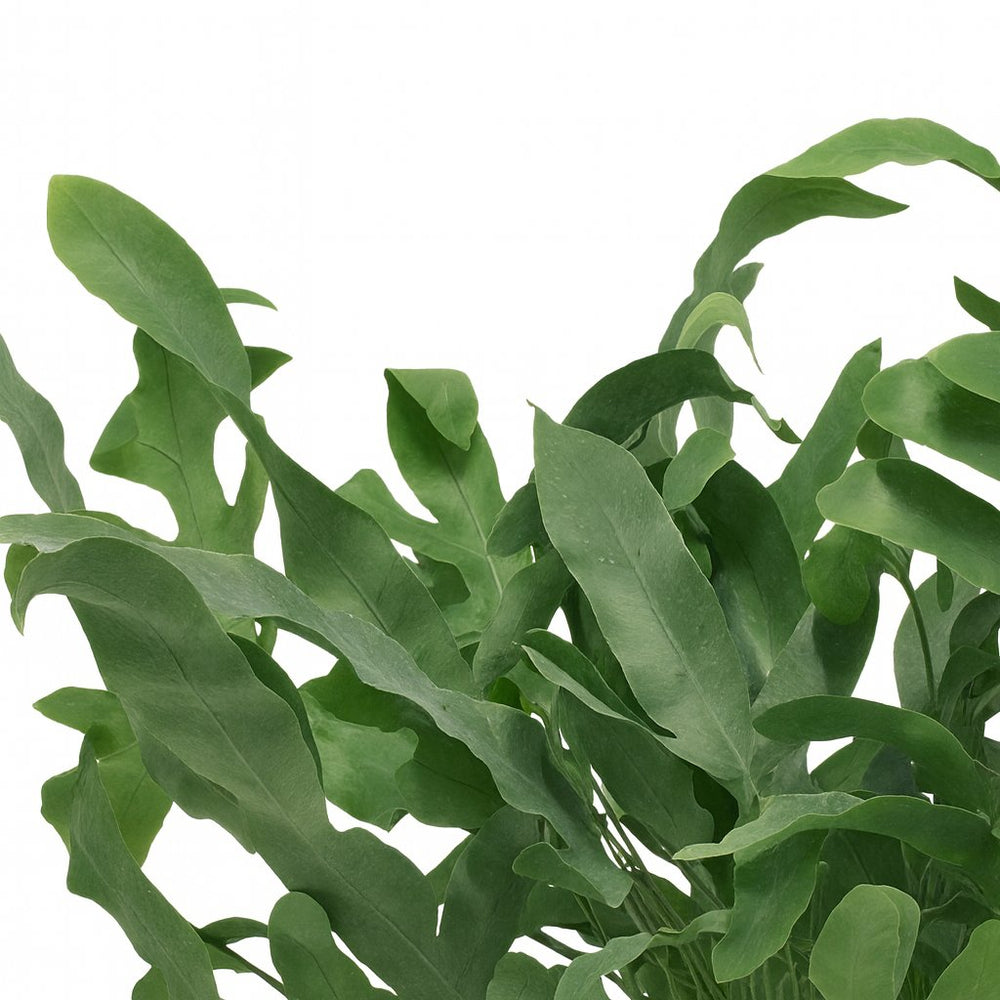 Phlebodium Aureum Blue Star 35cm im 12cm Topf Nahaufnahme