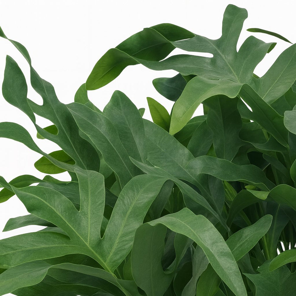 Phlebodium Aureum Blue Star 60cm im 17cm Topf Nahaufnahme