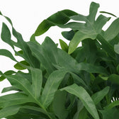 Phlebodium Aureum Blue Star 60cm im 17cm Topf Nahaufnahme