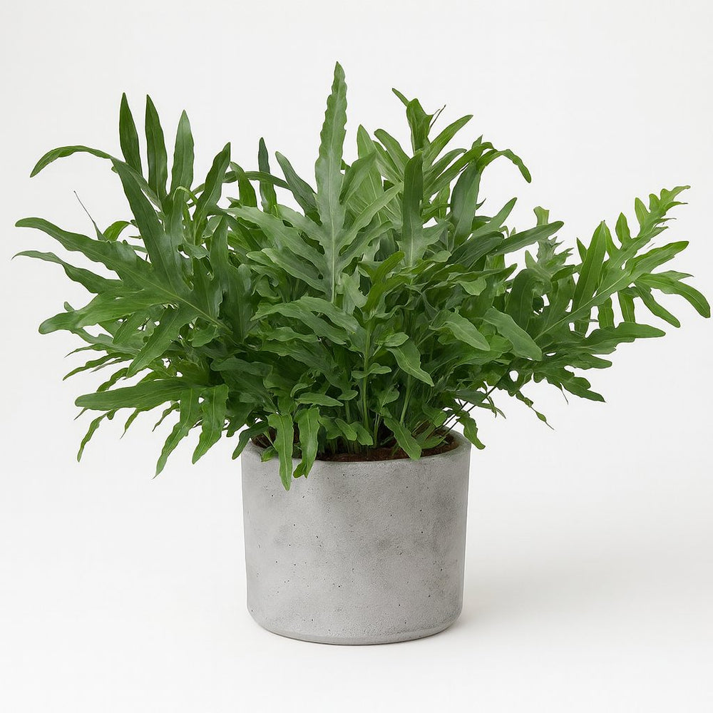 Phlebodium Aureum Blue Star 80cm im 26cm Topf