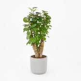 Polyscias Fabian 60cm im 17cm Topf