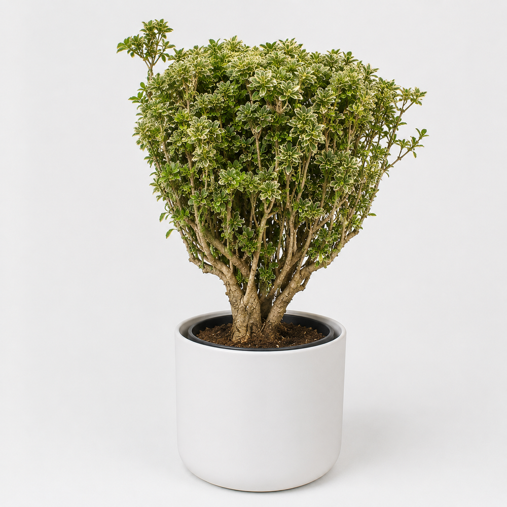 Polyscias Hawaiiana Ming Gold Bonsai 40cm im 14cm Topf