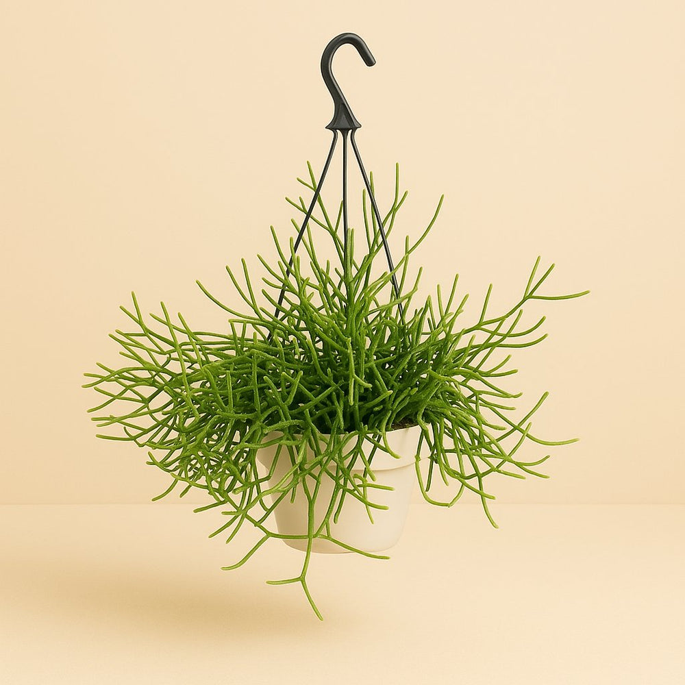 Rhipsalis Heteroclada 25cm im 17cm Topf