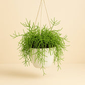 Rhipsalis Heteroclada 50cm im 20cm Topf