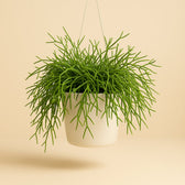 Rhipsalis Heteroclada 60cm im 25cm Topf