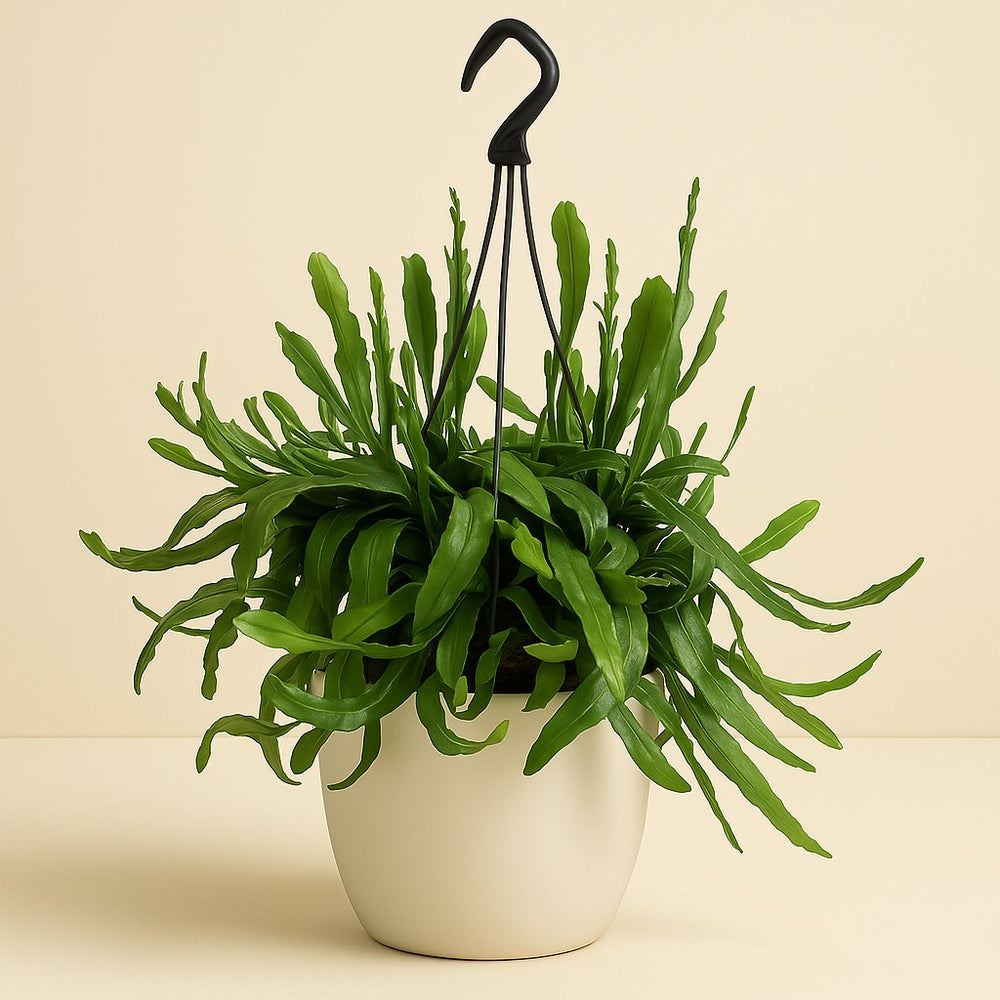 Rhipsalis Ramaloris 50cm im 20cm Topf