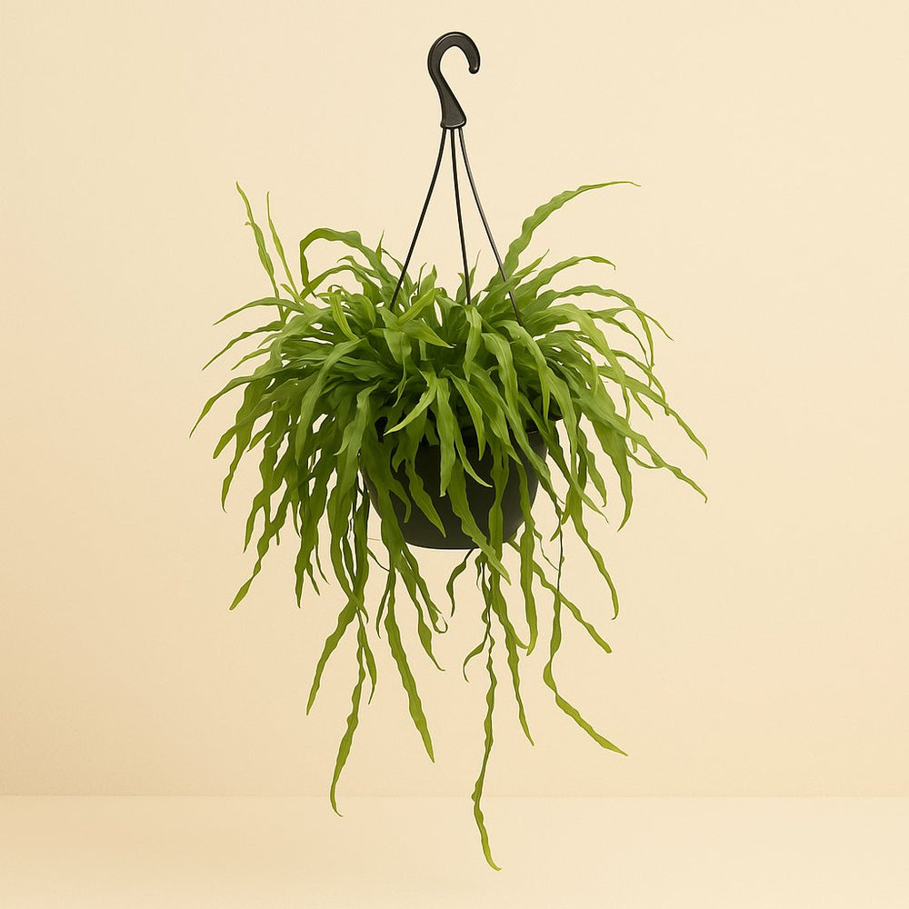 Rhipsalis Ramaloris 50cm im 25cm Topf