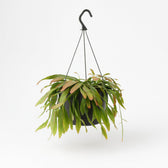 Rhipsalis Red Coral 25cm im 17cm Topf