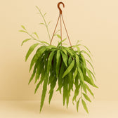 Rhipsalis Red Coral 50cm im 20cm Topf