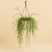 Rhipsalis Trigona 60cm im 20cm Topf