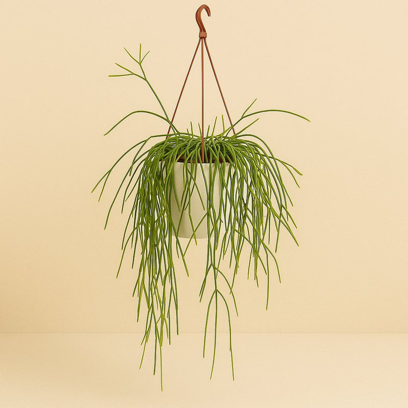 Rhipsalis Trigona Detail