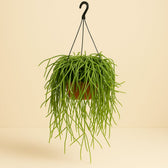 Rhipsalis Trigona 60cm im 25cm Topf