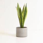 Sansevieria Aubrytniana Lauren - 50cm im Ø14cm Topf in einem modernen Studio