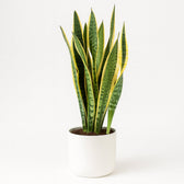 Sansevieria Laurentii - 55cm im Ø14cm Topf in einem modernen Studio