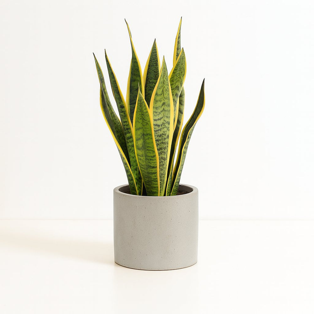 Sansevieria Laurentii - 50cm im Ø14cm Topf in einem modernen Studio