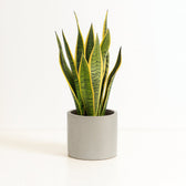 Sansevieria Laurentii - 50cm im Ø14cm Topf in einem modernen Studio