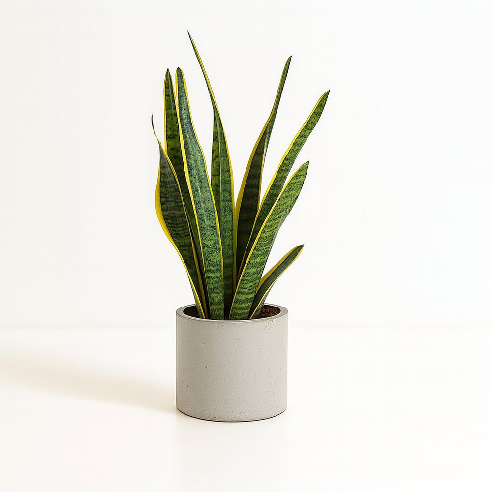 Sansevieria Laurentii - 60cm im Ø17cm Topf in einem modernen Studio