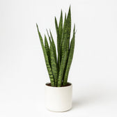 Sansevieria Zeylanica 55cm im 17cm Topf