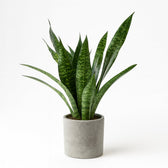Sansevieria Aubrytniana Dragon 55cm im 14cm Topf