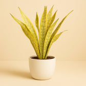 Sansevieria Aubrytniana Metallica 70cm im 17cm Topf