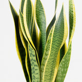 Sansevieria Laurentii - 55cm, Nahaufnahme der charakteristischen Blattzeichnung
