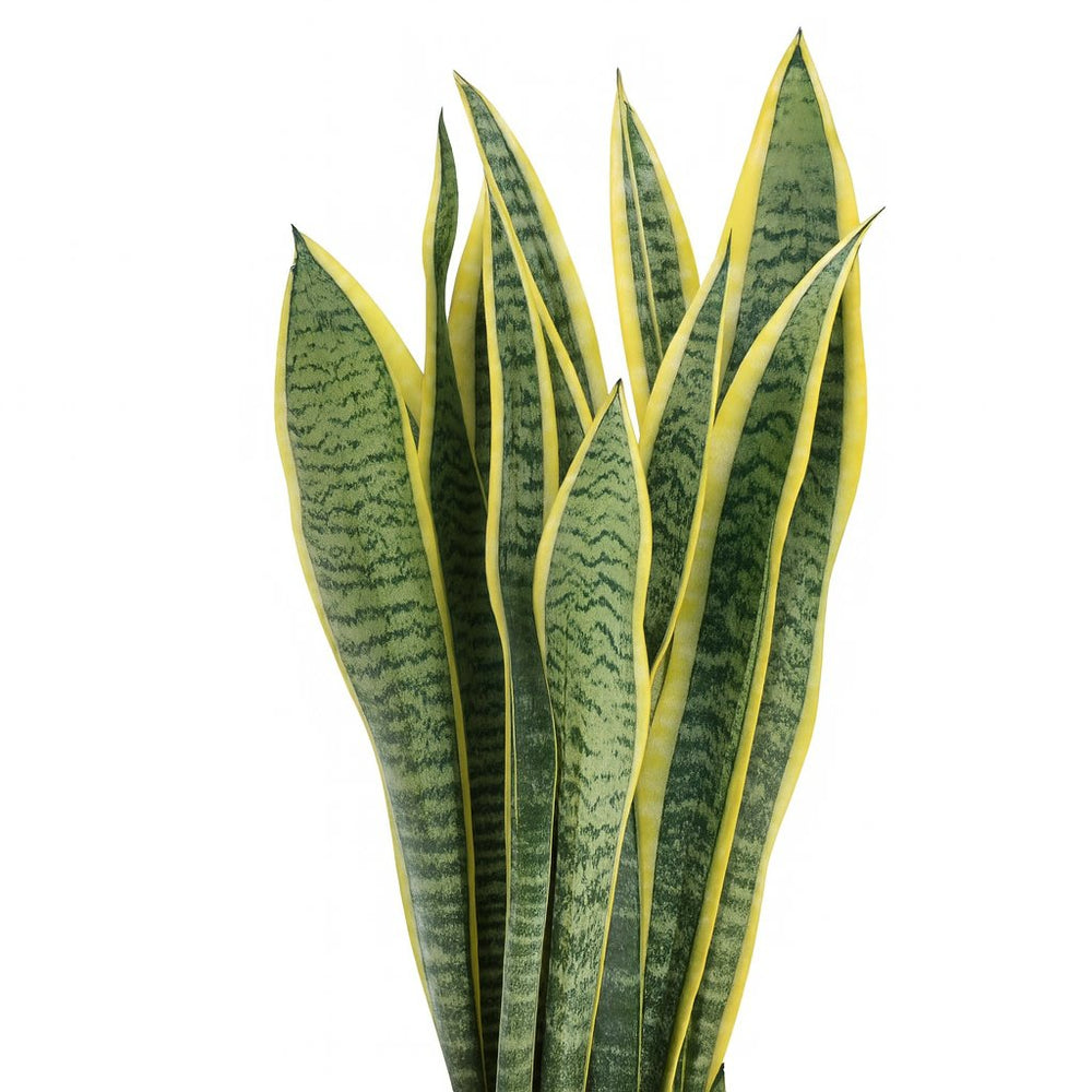 Sansevieria Laurentii - 40cm, Nahaufnahme der gelb-grün gestreiften Blätter
