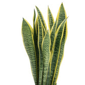 Sansevieria Laurentii - 40cm, Nahaufnahme der gelb-grün gestreiften Blätter