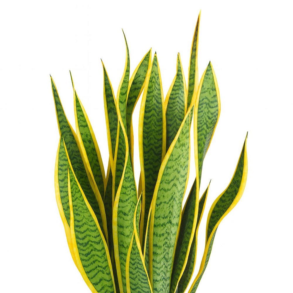 Sansevieria Laurentii - 50cm, Nahaufnahme der goldgelben Blattränder