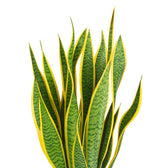 Sansevieria Laurentii - 50cm, Nahaufnahme der goldgelben Blattränder