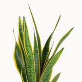 Sansevieria Laurentii - 60cm, Nahaufnahme der aufrechten Blattrosette