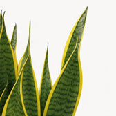 Sansevieria Laurentii - 85cm, Nahaufnahme der großen Pflanze