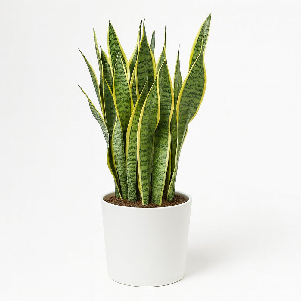 Sansevieria Laurentii - 85cm im Ø25cm Topf in einem modernen Studio