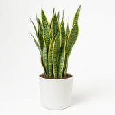Sansevieria Laurentii - 85cm im Ø25cm Topf in einem modernen Studio