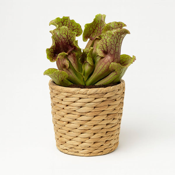 Sarracenia 20cm im 12cm Topf