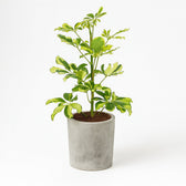 Schefflera Charlotte - 45cm im Ø13cm Topf in einem modernen Studio