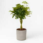 Schefflera Compacta 80cm im 19cm Topf