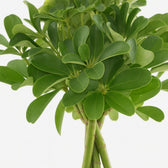 Schefflera Compacta Nora 60cm im 17cm Topf Nahaufnahme