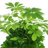 Schefflera Compacta Nora 75cm im 21cm Topf Nahaufnahme