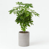Schefflera Compacta Nora 75cm im 21cm Topf
