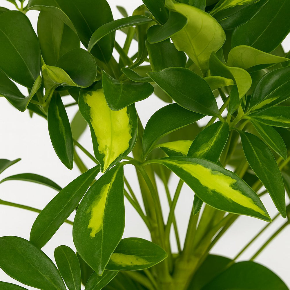Schefflera Gerda 35cm im 13cm Topf Nahaufnahme