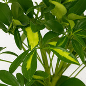 Schefflera Gerda 35cm im 13cm Topf Nahaufnahme