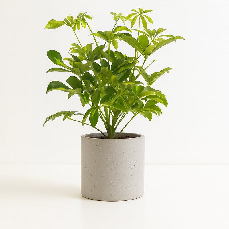 Schefflera Gerda Detail